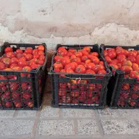 گوجه محلی اصل|خوردنی و آشامیدنی|بجستان, |دیوار