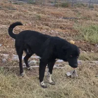 سگ قهدریجانی|سگ|ماهنشان, |دیوار