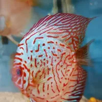 ماهی دیسکس سرحال|ماهی|کرج, شهرک بنفشه|دیوار