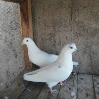 دوچرخه موتورسیکلت|دوچرخه، اسکیت، اسکوتر|آران و بیدگل, |دیوار