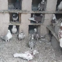 کبوتر برای فروش کل مجموعه