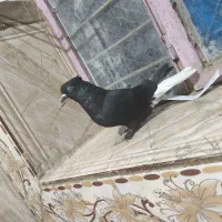 کفتر زاغ دم سفید