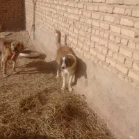 توله سگ سه ماهه خراسانی