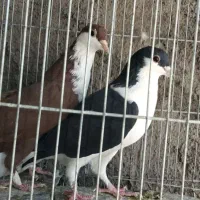 دوتاماده|پرنده|رفسنجان, |دیوار
