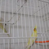 عروس هلندی مولد و فنچ|پرنده|گلبهار, شهر جدید گلبهار|دیوار