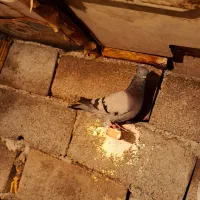 سبز ماده بازیکن