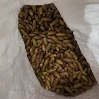 فروش عمده بلوط مازدار|عمدهفروشی|بانه, |دیوار