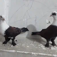 یه جفت کربلایی