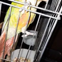 طوطی گرینچیک|پرنده|فردیس, سرحدی|دیوار