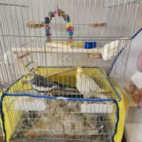 پرنده عروس هلندی