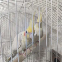 جفت عروس هلندی|پرنده|حمیدیه, |دیوار