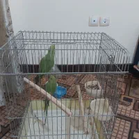 طوطی ملنگو جوان|پرنده|شیراز, ارم|دیوار