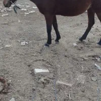 مادیان|اسب و تجهیزات اسب‌سواری|نظرآباد, احمد آباد|دیوار