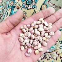 لوبیاچیتی