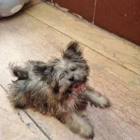 سگ یورک شایر ۶ ماهه|سگ|شهریار, شهریار|دیوار