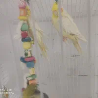 عروس هلندی لوتینو|پرنده|زاهدان, |دیوار