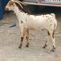سلاله نر گلتوپی مخصوص