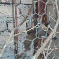 ۵عدد فنج و جفت عروس بفروش میرسد دوستمحمد|پرنده|هیرمند, |دیوار