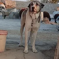 سگ نگهبان گله