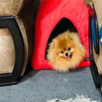 سگ خرسی خالص وارداتی همراه توله اش|سگ|شیراز, اصلاحنژاد|دیوار