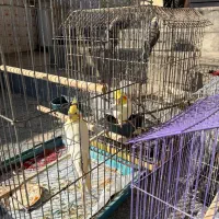 پرنده عروس هلندی سخنگو|پرنده|قائمشهر, |دیوار