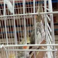 دو عروس هلندی|پرنده|فومن, |دیوار