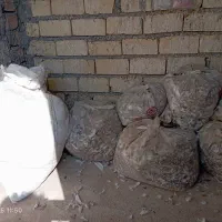 کود کفتر یا کبوتر