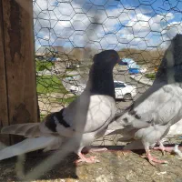 کوبتردم سفیدنروماده