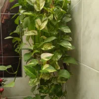 گل پاسیون|گل و گیاه طبیعی|شیراز, شهرک پردیس|دیوار