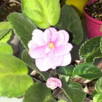 بنفشه افریقایی ۱۸۰تومان