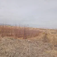 مرغوبترین نهال هارو از. ما بخواهید باغدار