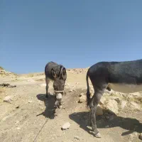 الاغ فروشی|حیوانات مزرعه|شیراز, سعدیه شمالی|دیوار