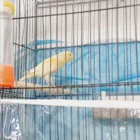 قناری نر دهن زن لیمویی