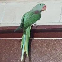 شاه طوطی