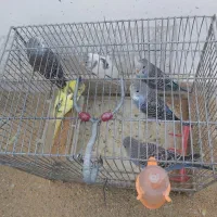 ۱۷تا مرغ عشق|پرنده|کرمانشاه, |دیوار