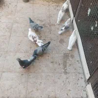 پرنده|پرنده|سمنان, |دیوار