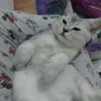 واگذاری گربه سفید نژاد اسکاتیش شورت هیر|گربه|کرمانشاه, |دیوار