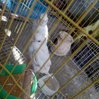 عروس هلندی|پرنده|سراوان, |دیوار