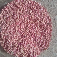 گندم درجه یک بذر ابی