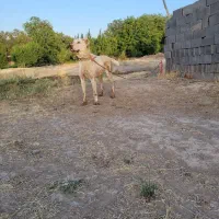 سگ گله ای