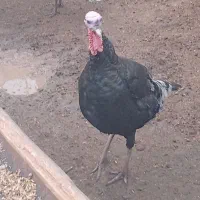 بوقلمون|حیوانات مزرعه|خوشاب, |دیوار