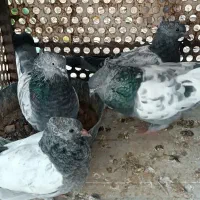 سینه سبز جفتی با جوجه|پرنده|شیراز, تندگویان|دیوار