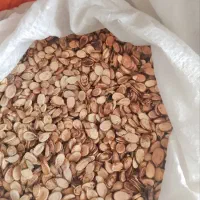 تخمه هندوانه تخمه محبوبی تخمه  کلاله