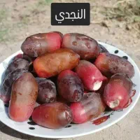 فروش خارک و رطب برحی و بریم