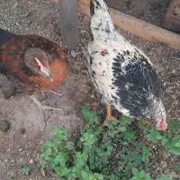 مرغ وخروس ۴ ماهه