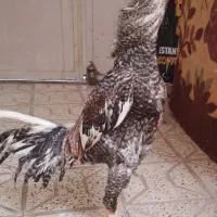 مرغوخروس‌لاری‌نسلدار