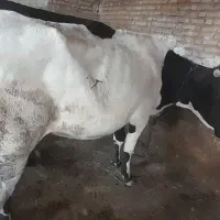گاو جوان ماده