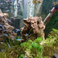 ماهی آکواریومی نئوn و کوپی و گلوفیش