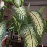 گل زیبا|گل و گیاه طبیعی|زنجان, |دیوار