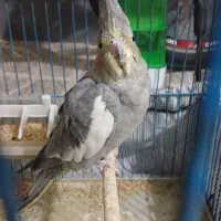 عروس هلندی ماده